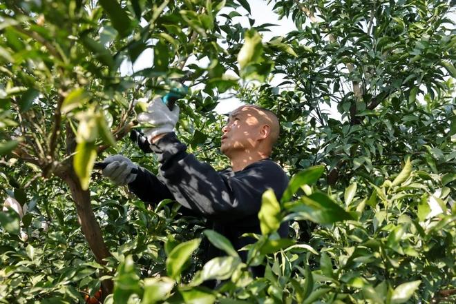 穿高定、吃大餐、做发型，小象超市如何将耙耙柑宠成“枝头鲜”？(4)