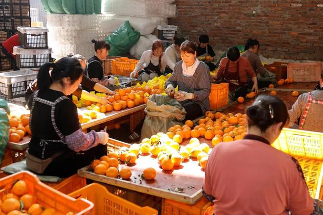 穿高定、吃大餐、做发型，小象超市如何将耙耙柑宠成“枝头鲜”？(5)