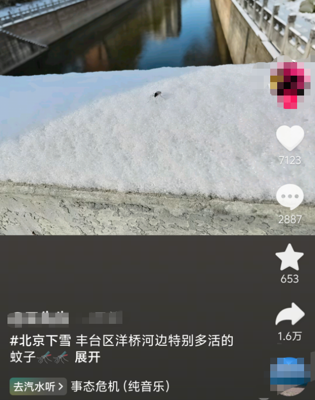 北京雪地惊现蚊子爬行,蚊子出现抗寒性了?(1) 北京雪地惊现蚊子爬行,蚊子出现抗寒性了?(1)
